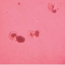 Сомонтичи мол / somontichi mol tochi zarrin ebba andersson. Pdf Islet Cell Cultures As Component Of Tissue Engineering Construct Of Pancreas