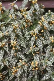 Image result for Lamium galeobdolon