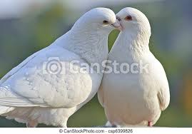 Due to their diet habits, these birds control populations of their prey such as pigeons, doves, ptarmigan, and ducks. Two Loving White Doves In A Park Canstock