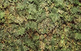 Image result for Crepidomanes inopinatum