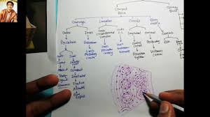 Compact bone contains parallel subject of this article:compact bone labeled diagram (page 1). 12 How To Draw Compact Bone Histology Exams Preps Youtube