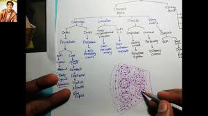 It is penetrated by a detailed system of you should include the histology of compact bone slides with diagram as well into your article. 12 How To Draw Compact Bone Histology Exams Preps Youtube