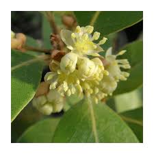 Image result for Laurus