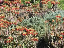 Image result for Cotyledon barbeyi