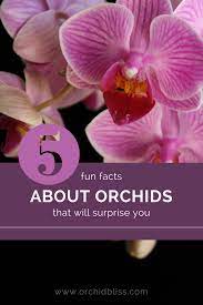 Orchid Facts Orchids Are More Than Just A Pretty Face Orchid Bliss How To Replant Orchids Orchids Orchid Flower