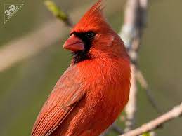 Cardinal 3d Pet Products Beautiful Birds Cardinal Animals