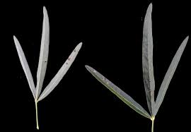 Image result for Crotalaria barkae