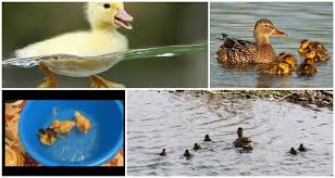Resep dan cara membuat puding bebek berenang praktis resep hari ini. Ketika Anak Itik Dapat Berenang Usia Yang Tepat Untuk Berenang Yang Mempengaruhi Masa