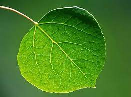 Aspen Leaf Aspen Trees Tree Garden Decor Tree Sketches