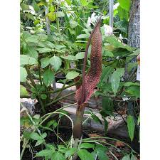 Image result for Sauromatum venosum