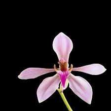 Image result for Ancistrorhynchus