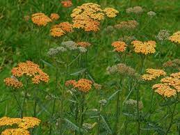 Achillea Millefolium Terracotta Terracotta Yarrow World Of Flowering Plants Ornamental Grasses Planting Flowers Achillea Millefolium