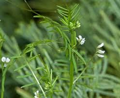Image result for Vicia hirsuta