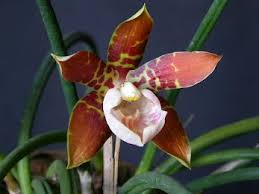 Image result for Aerangis collum-cygni