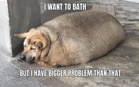 See more ideas about fat dogs, dogs, fat animals. 10 Funny Fat Dog Memes Petpress