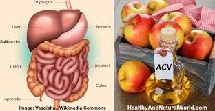 A small glass of apple cider vinegar and honey before a big meal can aid in digestion. 16 Scientifically Proven Benefits Of Apple Cider Vinegar Honey