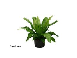 Image result for sleziník Asplenium