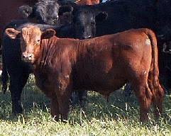 Brahman cattle are a preferred choice for cattle ranchers in the us gulf coast, southern u.s., and in countries all around the world with warm climates. Choosing Your Beef Cattle Breeds