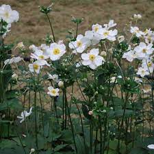 Anemone Honorine Jobert Perennials For Sale Uk Letsgoplanting Co Uk Plants Uk Hardy Plants Anemone