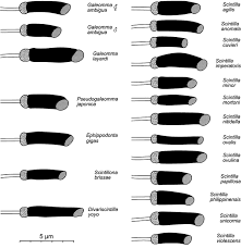 Image result for Galeomma