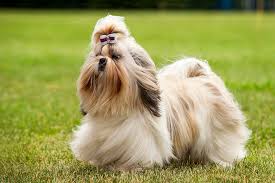 Those big dark eyes looking up at you with that sweet expression! Shih Tzu Dog Breed Information