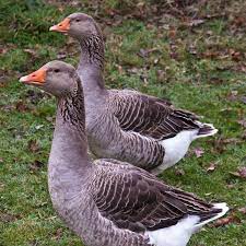 Toulouse and chinese domestic geese on the green meadow. French Toulouse Geese Geese Breeds Animals Breeds