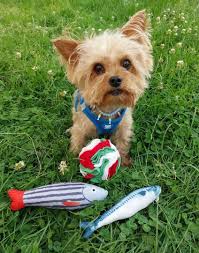 Adopting a teacup yorkie named Elara