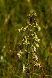 Image result for Habenaria schimperiana
