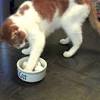Are slow feeders good for weight loss? 1
