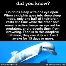 There is no actual mating season for dolphins. Pin By Jeanpene On Misc Stuff One Eye Dolphins God Is Amazing