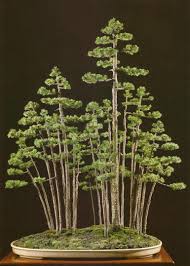 Check out our forest style bonsai selection for the very best in unique or custom, handmade pieces from our shops. I Want To Do A Forest Style Like This Where Can I Get A Bunch Of Small Trees For A Decent Price Bonsai