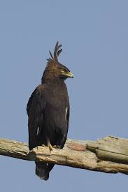Birds Of Prey Common Sense Media Long Crested Eagle Lophaetus Occipitalis Lyantonde Uganda Birds Of Prey Beautiful Birds Animal Groups