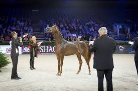 علم التحكيم الريادة للعرب الجزء الأول Horses Arabian Horse Animals