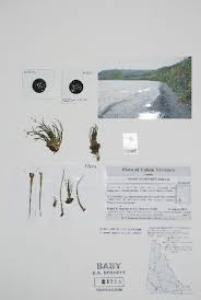 Image result for Isoetes schweinfurthii