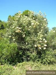 Image result for Buddleja saligna