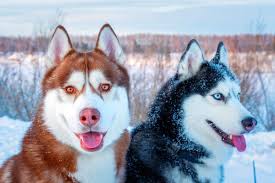 Husky dog animal pet siberian portrait canine domestic fur. Everything You Need To Know About Siberian Husky Colors K9 Web