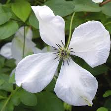 Image result for Lankesteria alba