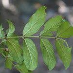 Image result for Cremaspora