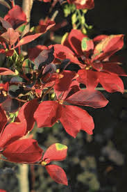 Image result for Clerodendrum fuscum