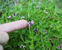 Image result for Lippia abyssinica