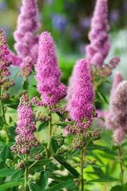 Image result for Spiraea billardii