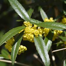 Image result for Berberis julianae