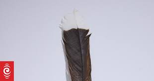 More Valuable Than Gold: New Zealand Feather Becomes Most Expensive In The  World | New Zealand | The Guardian