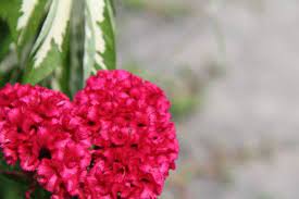 Celosia Cristata Celosia Flower Flowers Ornamental Plants