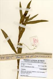 Image result for Commelina nigritana