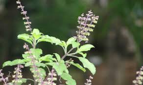 tulsi pujan diwas 2017 importance uses of ocimum tenuiflorum puja rituals of this festival india com tulsi pujan diwas 2017 importance