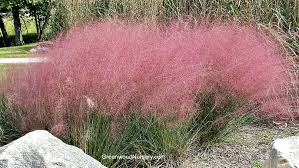 Check spelling or type a new query. Pink Muhly Grass Greenwood Nursery