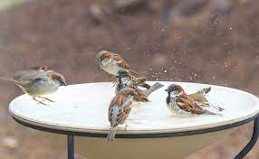 How To Attract Birds With Water