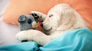 Die Gefühle unserer Vierbeiner | Leiden hässliche Hunde unter ihrem  Aussehen? | Leben & Wissen | BILD.de