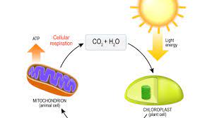 The whole process requires oxygen (o2). Veritas Press In The Classroom The Cellular Respiration Story By